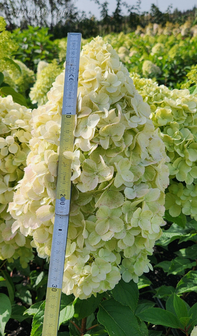 полярный медведь гортензия