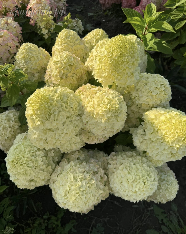 пандора гортензия метельчатая