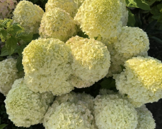 пандора гортензия метельчатая