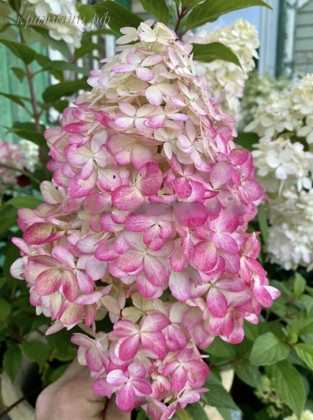 гортензия пантонелла