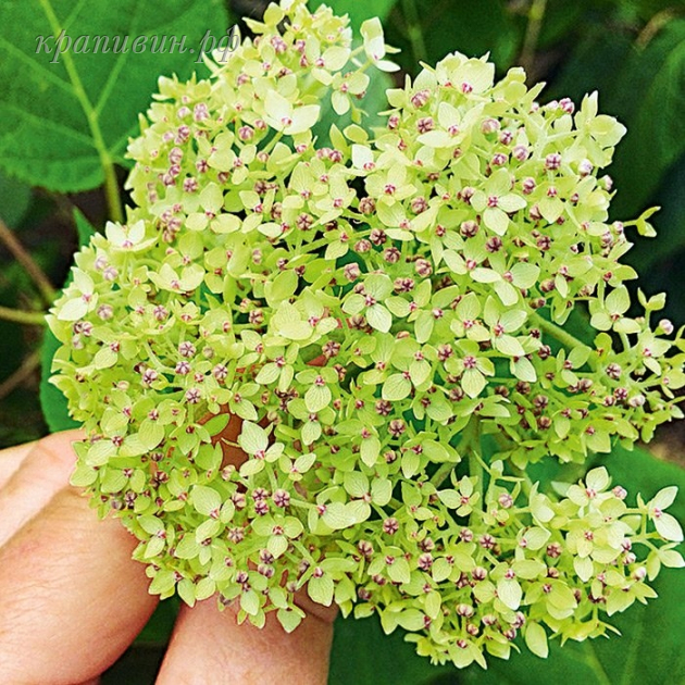 гортензия лайм рики