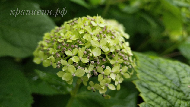 лайм рики гортензия древовидная