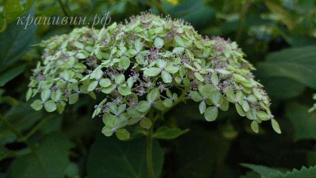 гортензия лайм рики фото