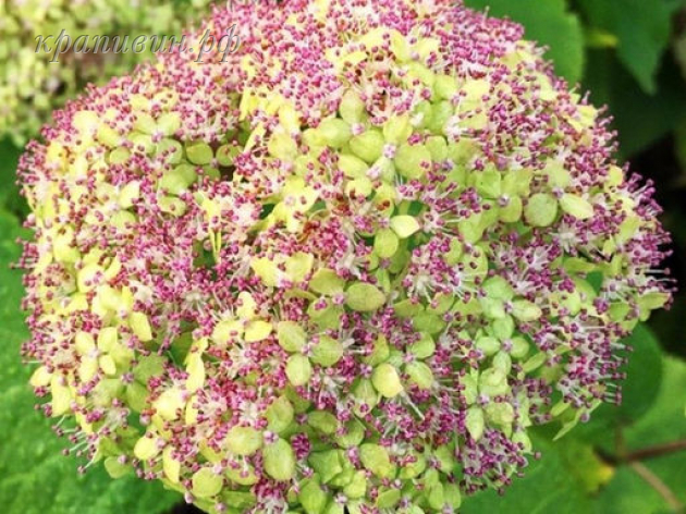 лайм рики фото и описание