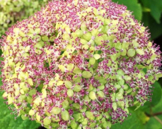 лайм рики фото и описание