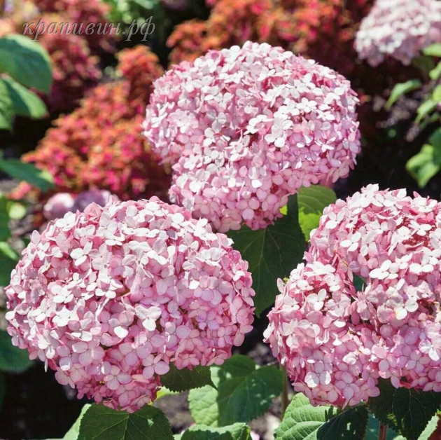 гортензия бабл гам