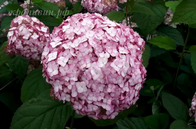 бабл гам гортензия фото и описание
