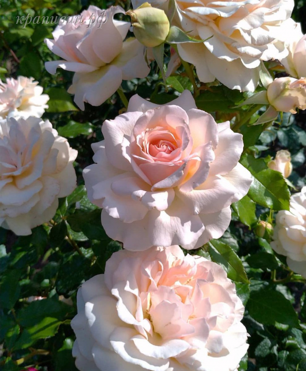 Саженцы роз в Екатернбурге