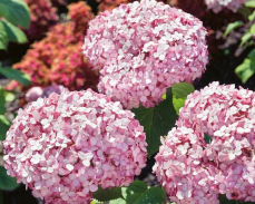 гортензия бабл гам