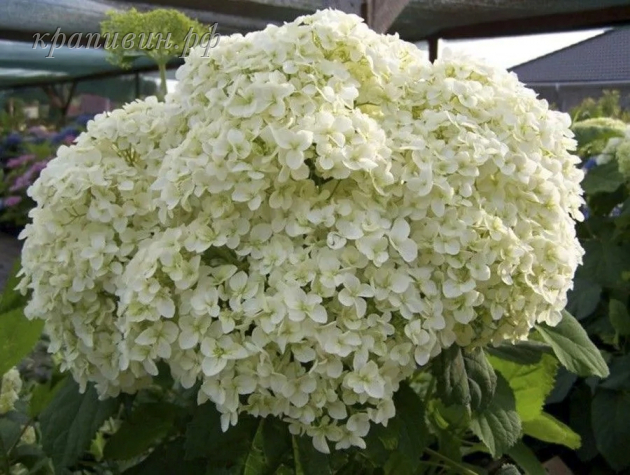 гортензия древовидная баунти