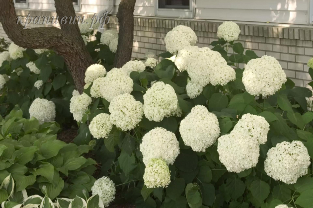 баунти фото и описание