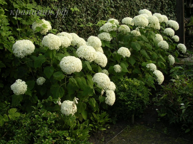 баунти гортензия древовидная