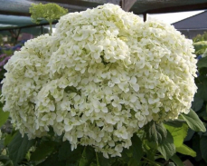 гортензия древовидная баунти