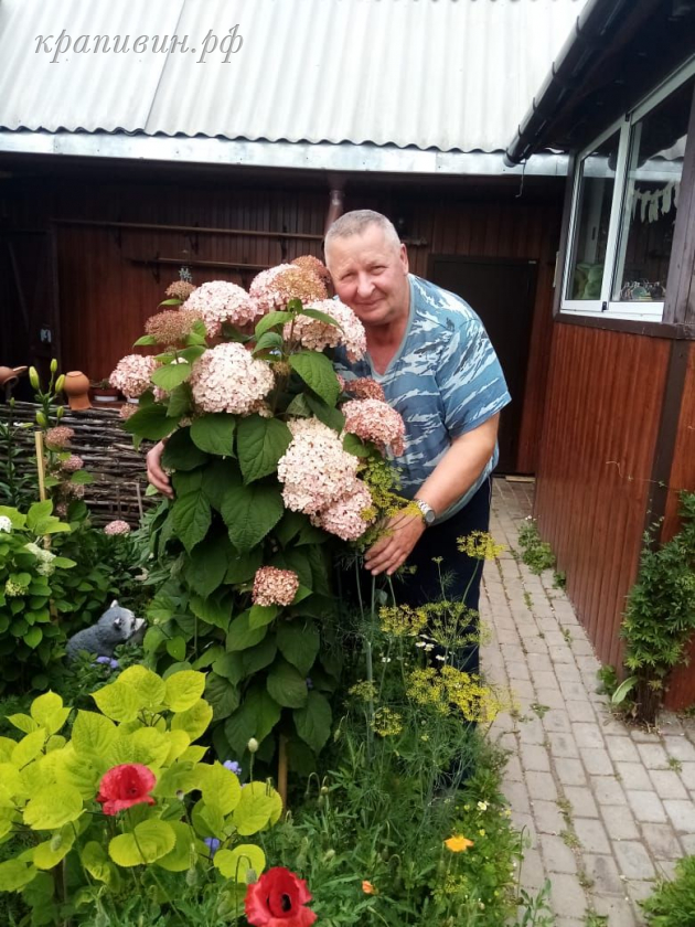 питомник гортензий