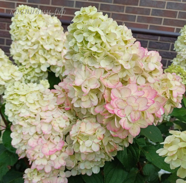 пантонелла фото и описание