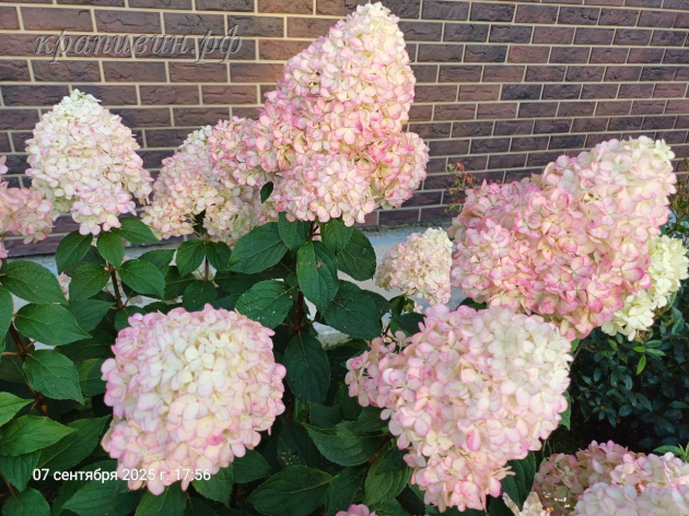 пантонелла гортензия