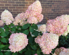 пантонелла гортензия