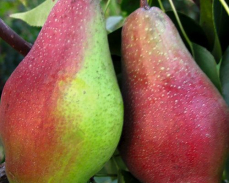 груша яковлевская