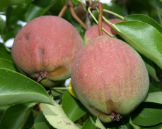 розовый бочонок груша