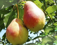 груша краснобокая