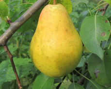 флейта груша купить