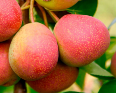 груша исетская сочная