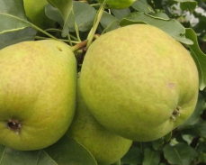 груша таежная