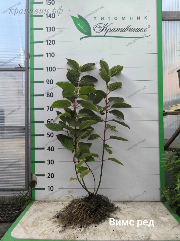 гортензия вимс ред