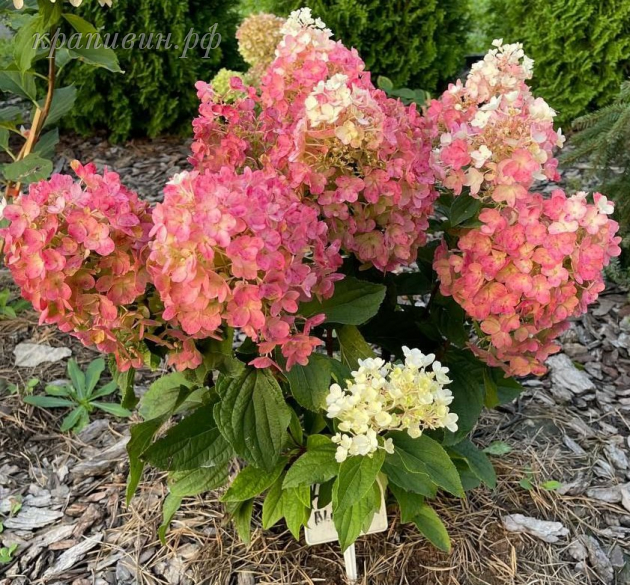 Литл Блоссом купить