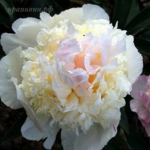 пион вог купить