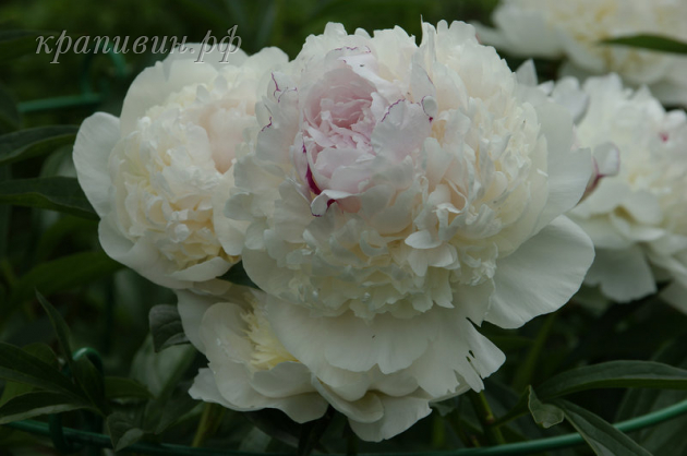 вог пион фото и описание