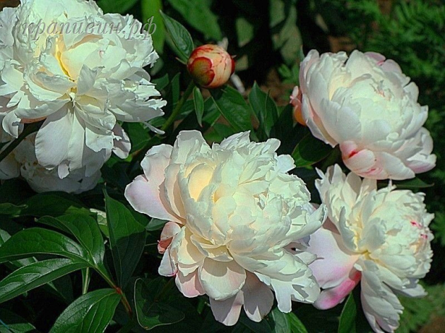 пион vogue купить