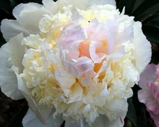 пион вог купить