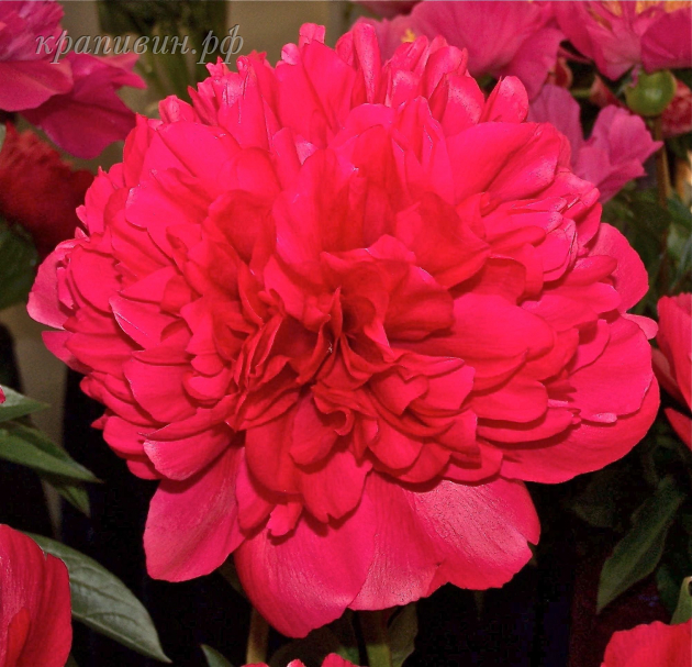 команд перформанс пион