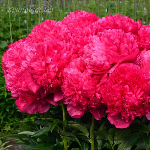 команд перформанс пион фото и описание