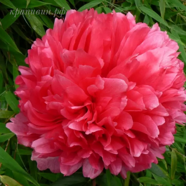 пион команд перфоманс фото и описание сорта