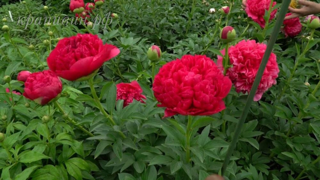 команд перформанс пион фото