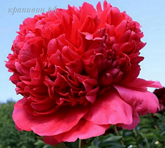 пион команд перфоманс фото и описание цена