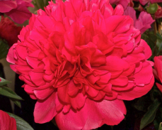 команд перформанс пион