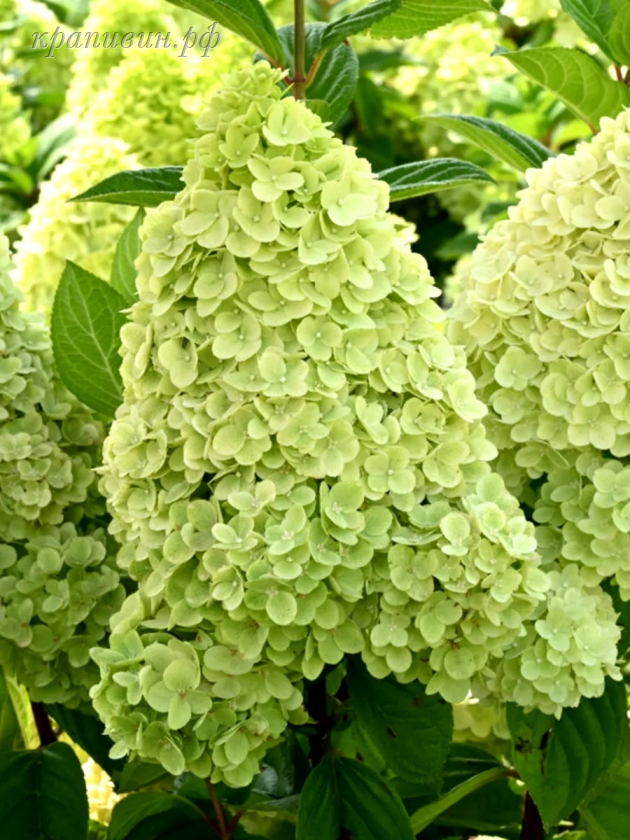 гортензия пантеон