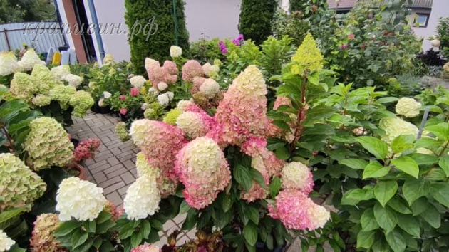 гортензия пантеон фото