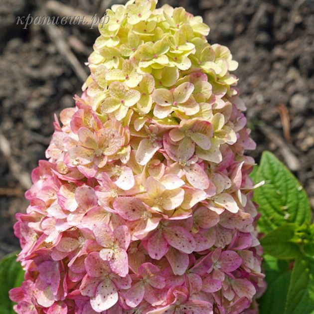 пантеон гортензия метельчатая фото и описание