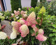 гортензия пантеон фото