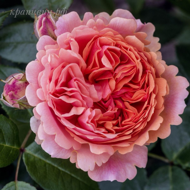 чиппендейл роза