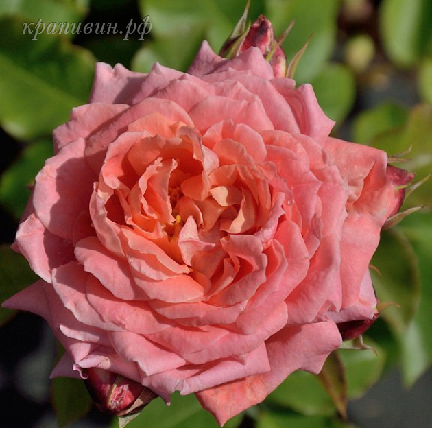 розы богатенкова