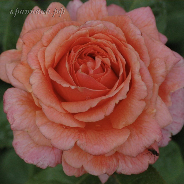 роза амур де молен