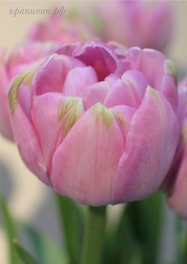 тюльпан селин