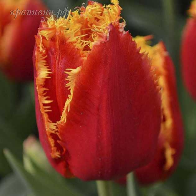 тюльпан фабио