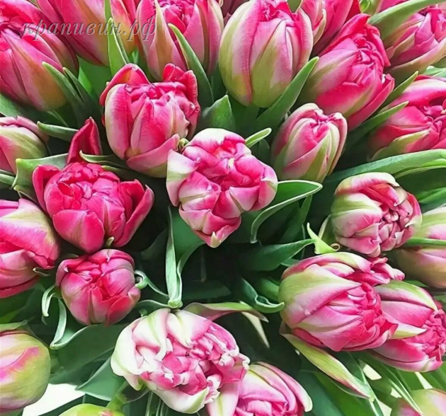 тюльпан флеш поинт