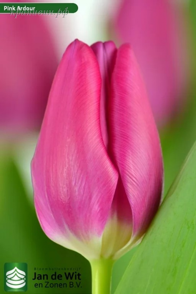 тюльпаны к 8 марта